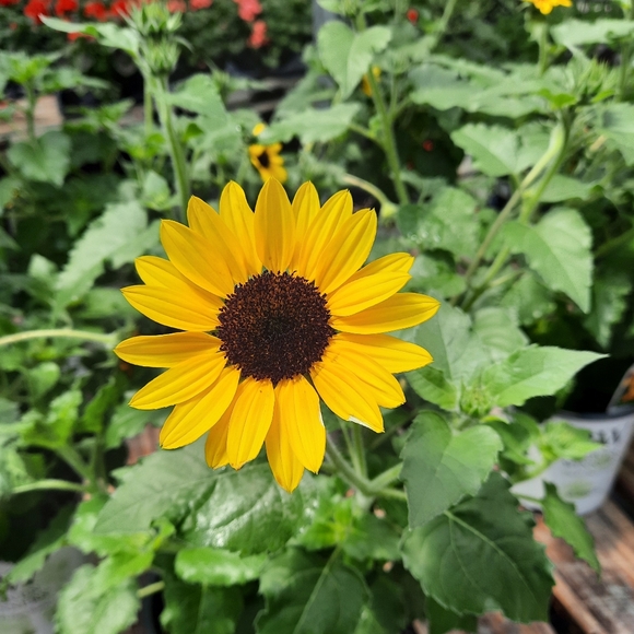 Meet your Posher, Sarah - Picture 2 of 12